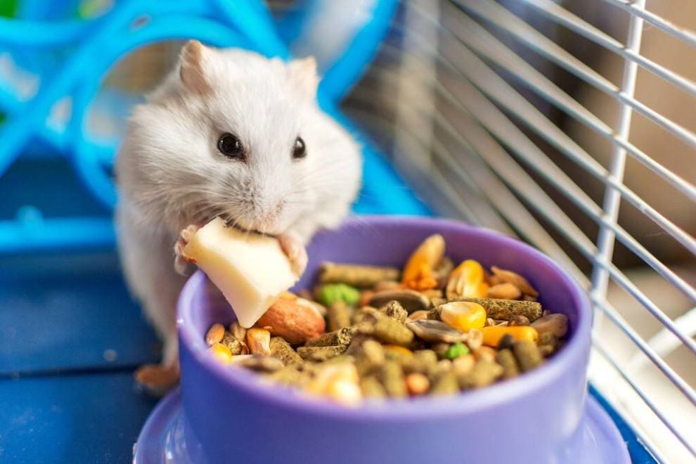 How to Take Care of Hamsters