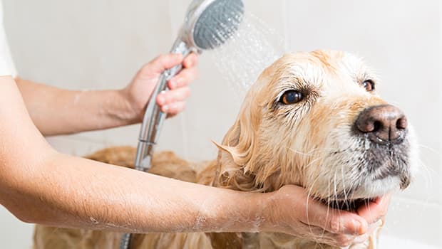 General Pets Tips That Are Often Overlooked